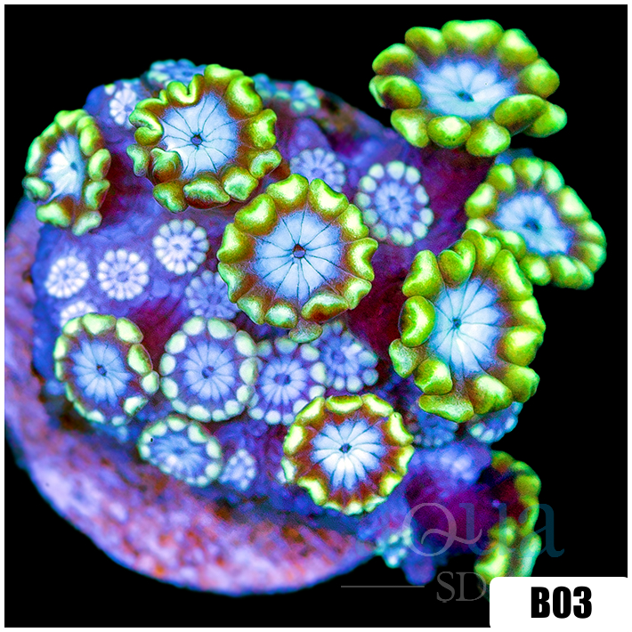 Lime Petals Alveopora