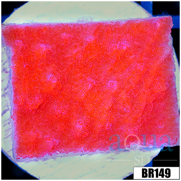 Orange Plating Monti