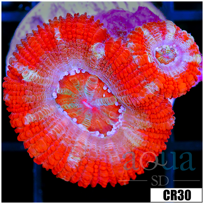 Starmint Acan Lord