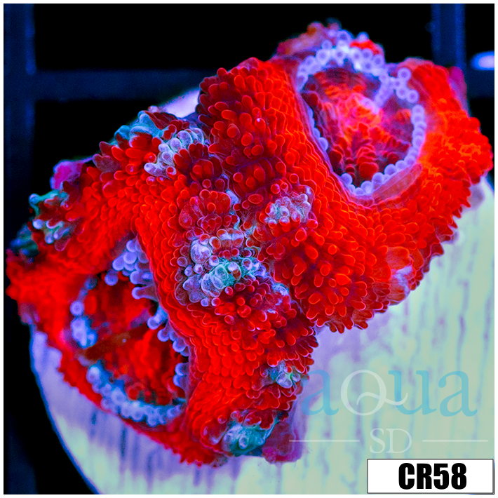 Peppermint Candy Acan Lord