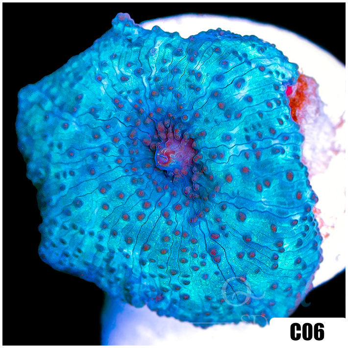 Blue Man Discosoma