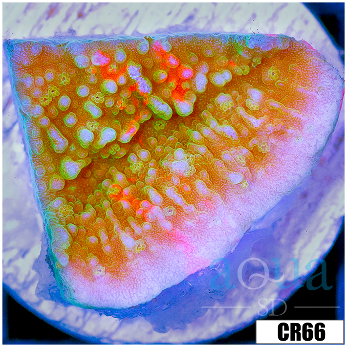 Grafted Montipora