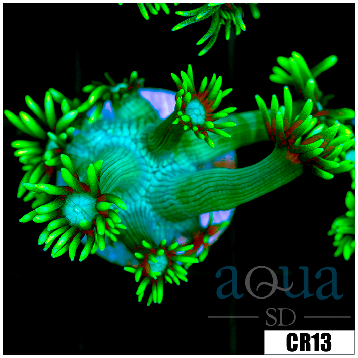 Neon Star Goniopora