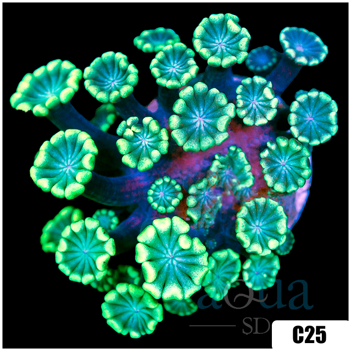Green Petals Alveopora