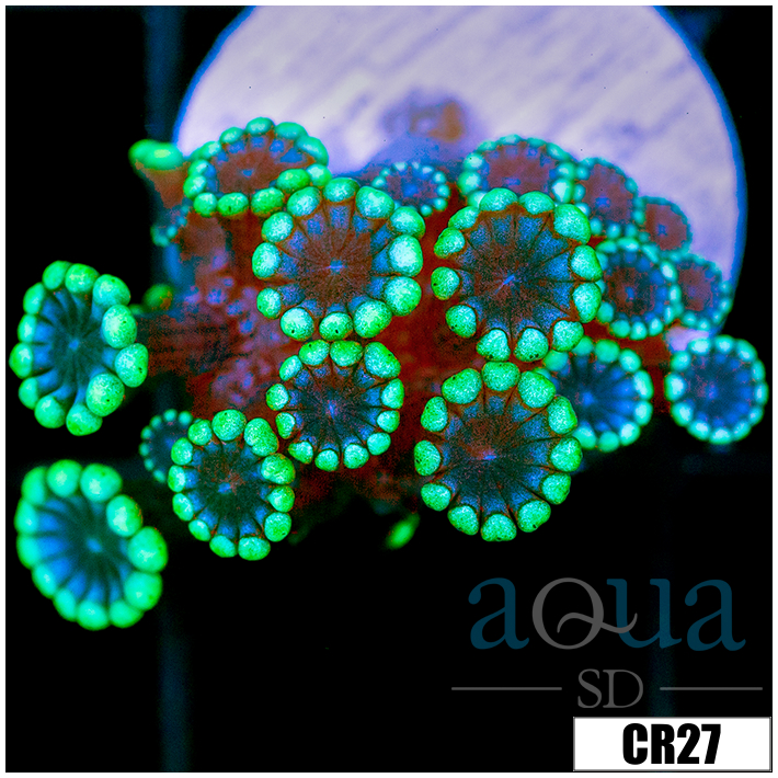 Green Petals Alveopora