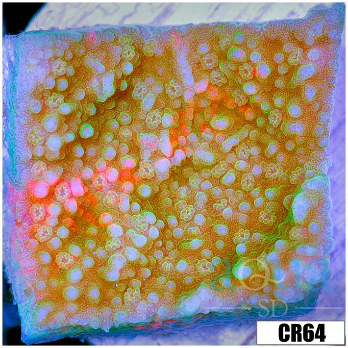 Grafted Montipora