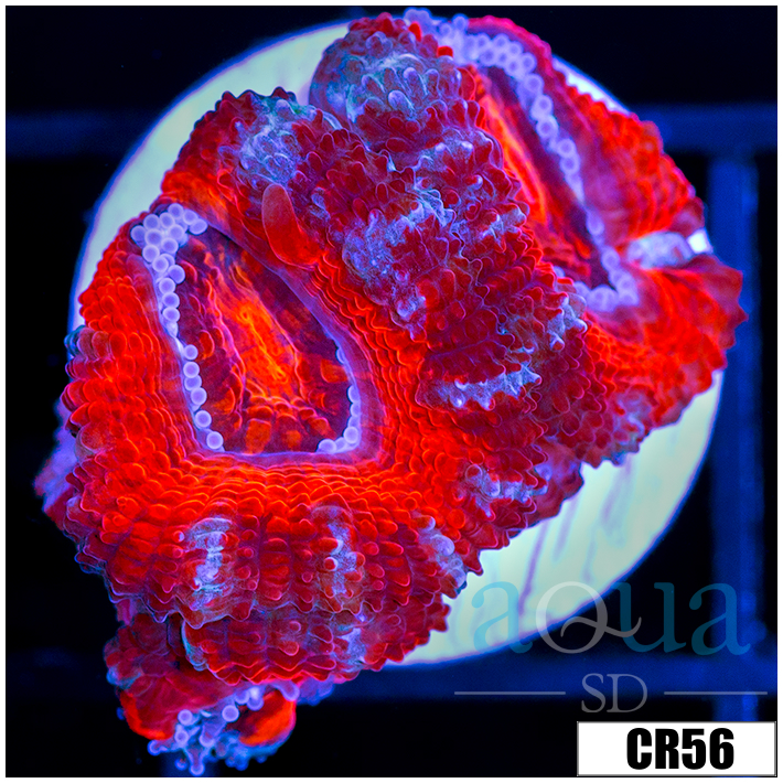 Peppermint Candy Acan Lord