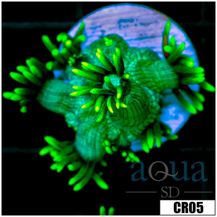 Neon Star Goniopora