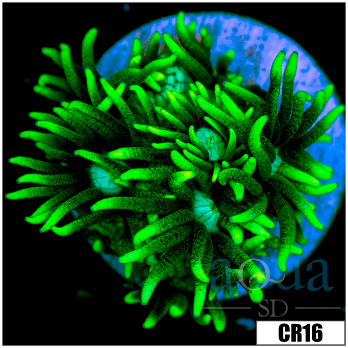 Neon Star Goniopora