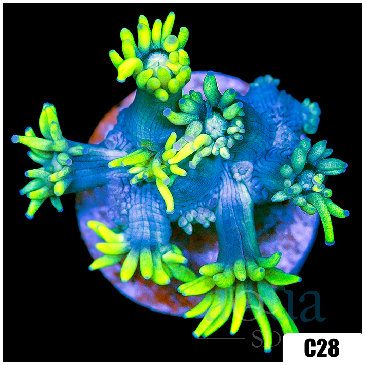 Neon Star Goniopora