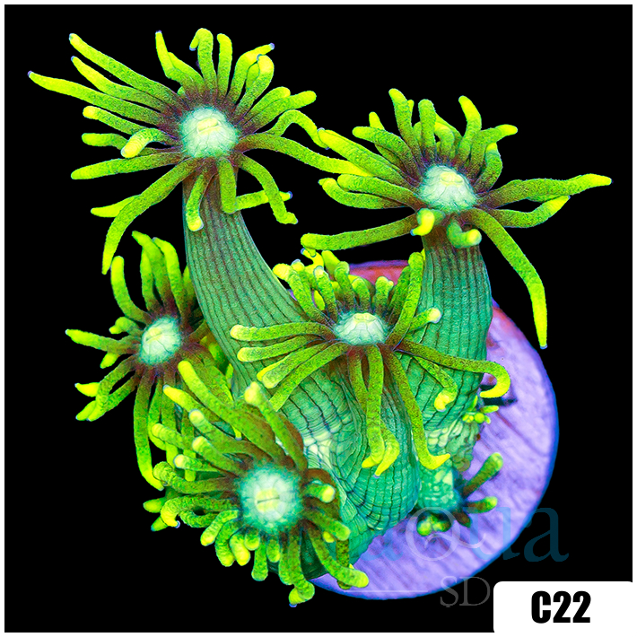 Neon Star Goniopora