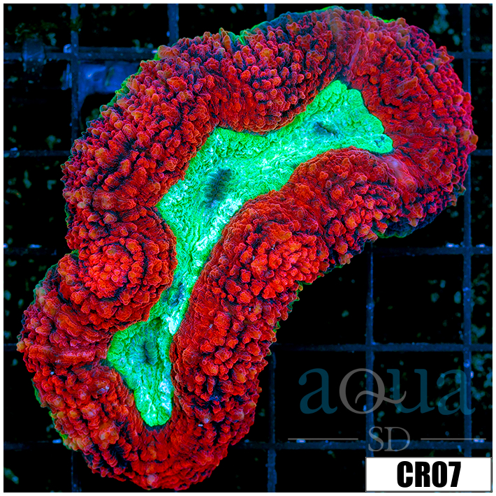 CLEARANCE - Lava Rim Symphyllia