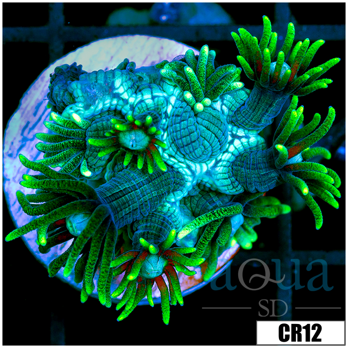 Neon Star Goniopora