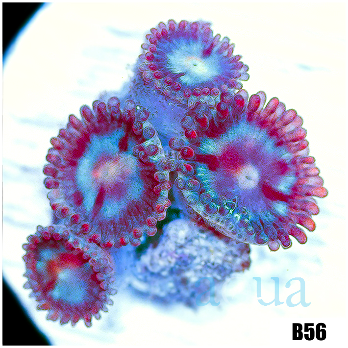 Shadow Fire Zoas