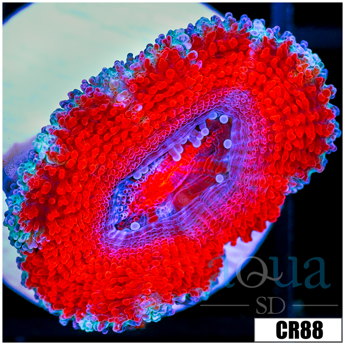 Teal Claw Acan Lord