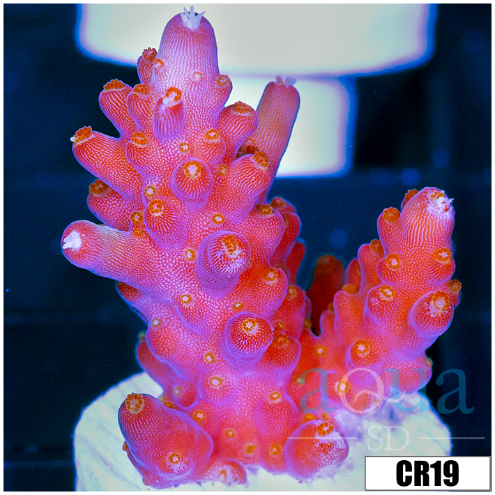 BC Unicorn Bubblebath Acropora