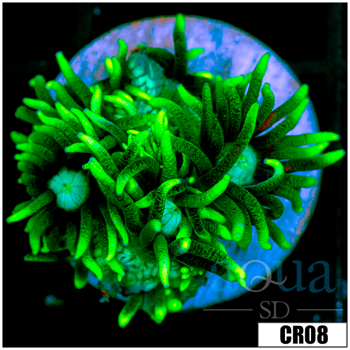 Neon Star Goniopora