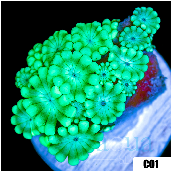 Green Petals Alveopora