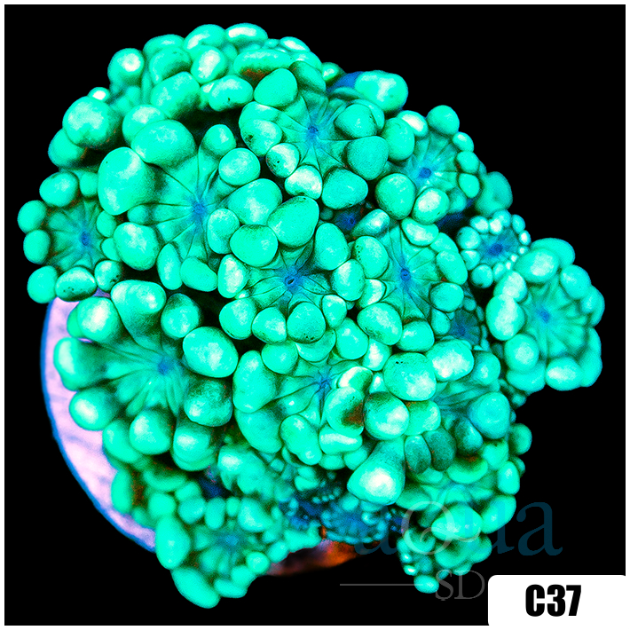 Green Petals Alveopora