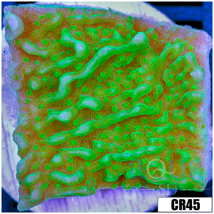 Nuclear Montipora