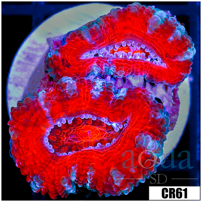 Peppermint Candy Acan Lord