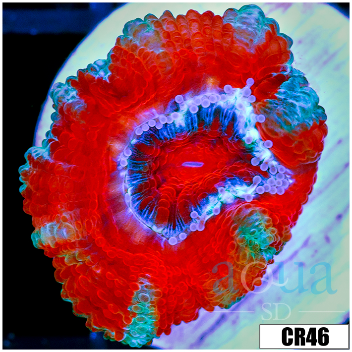 Peppermint Candy Acan Lord