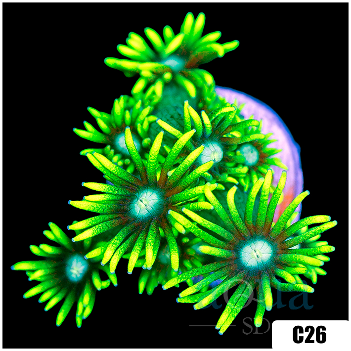Neon Star Goniopora