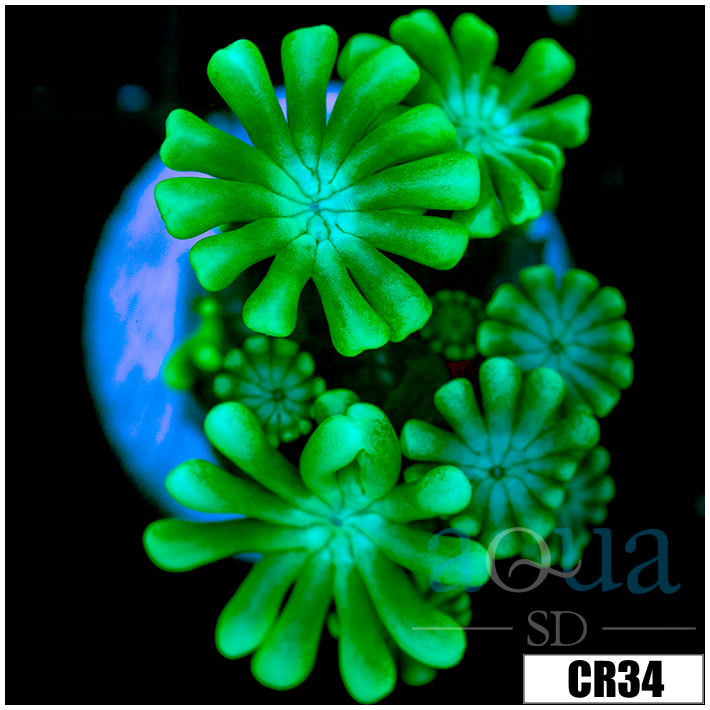 Green Petals Alveopora