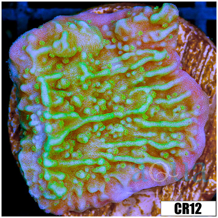 Nuclear Montipora