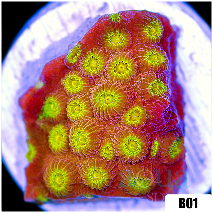 Golden Cyphastrea