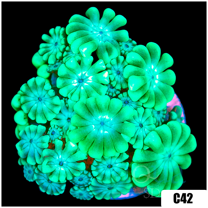 Green Petals Alveopora