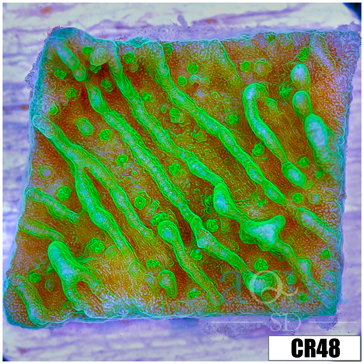 Nuclear Montipora