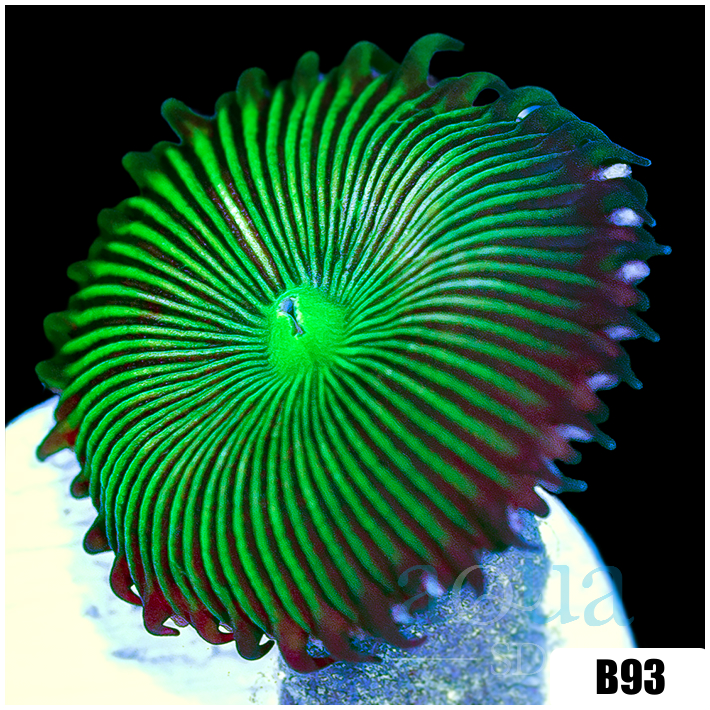 Flytrap Palys