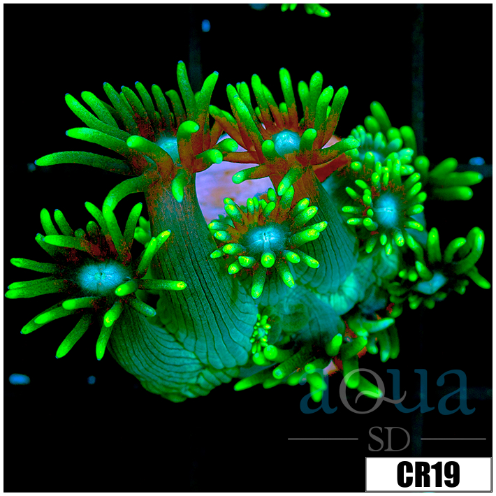 Neon Star Goniopora