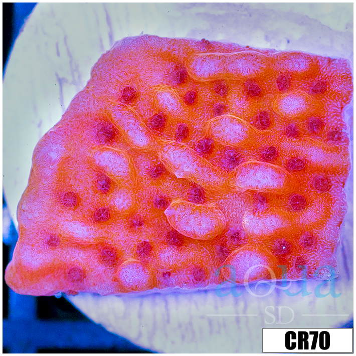 Orange Phoenix Montipora