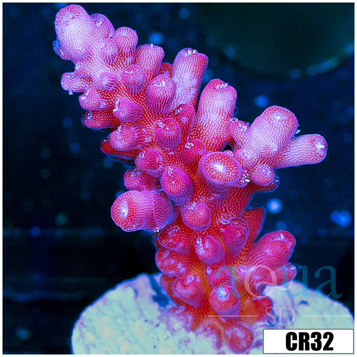 CLEARANCE - BC Unicorn Bubblebath Acropora