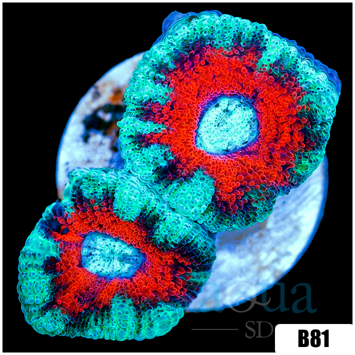 Ice Core Acan Lord