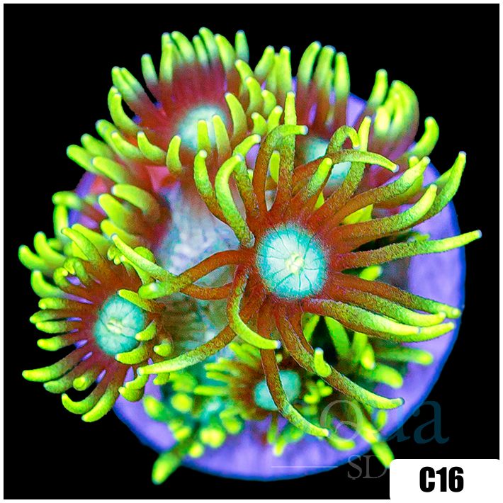 Neon Star Goniopora