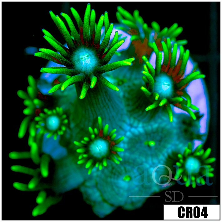 Neon Star Goniopora