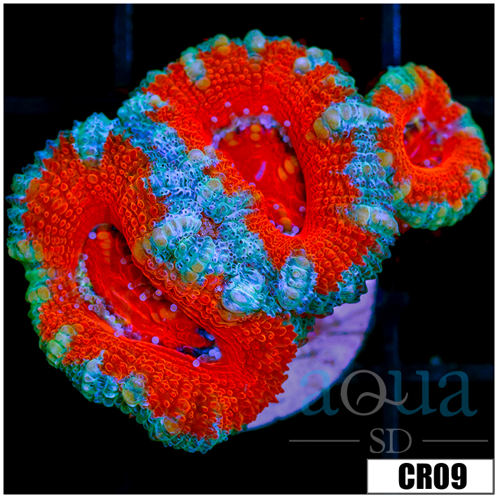Teal Claw Acan Lord