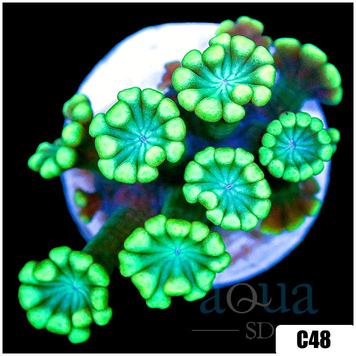 Green Petals Alveopora