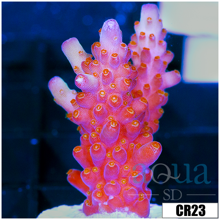 BC Unicorn Bubblebath Acropora