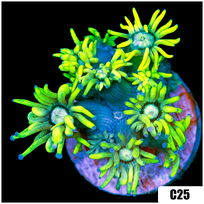 Neon Star Goniopora