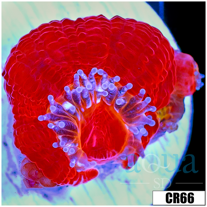 Ultra Acan Lord