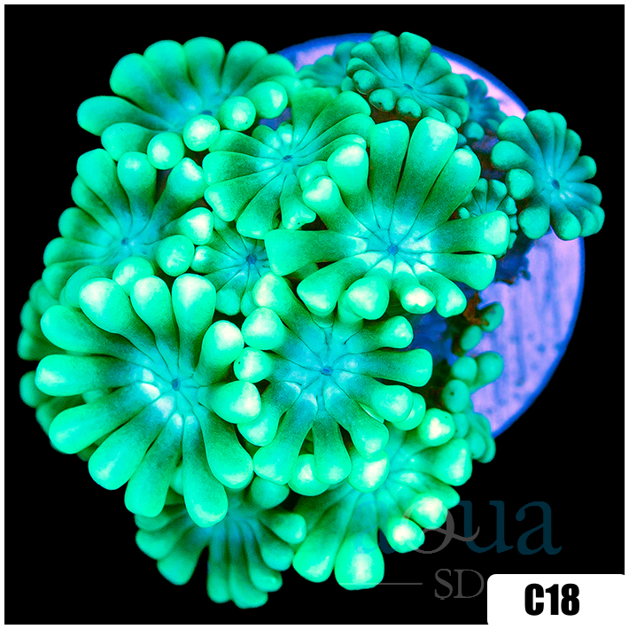 Green Petals Alveopora