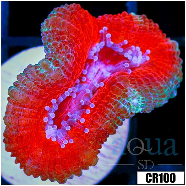 Teal Claw Acan Lord