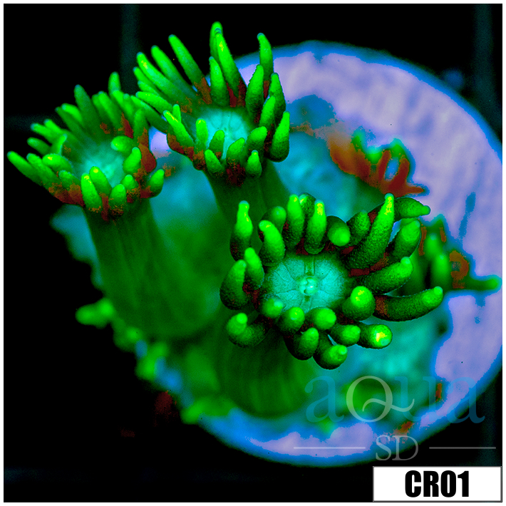 Neon Star Goniopora