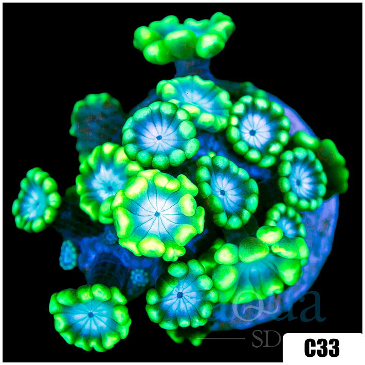 Green Petals Alveopora