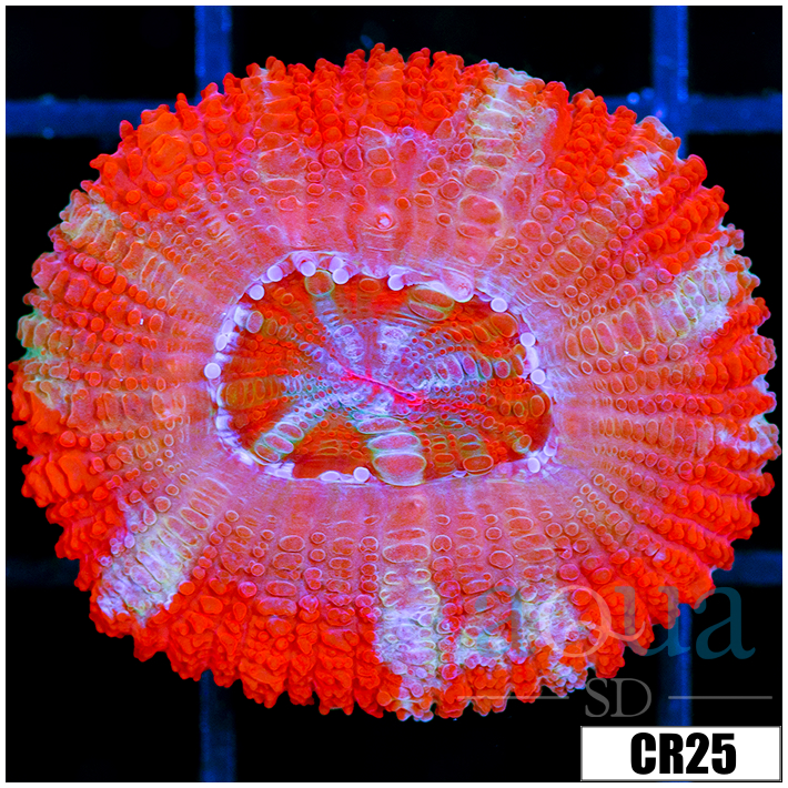 CLEARANCE - Starmint Acan Lord