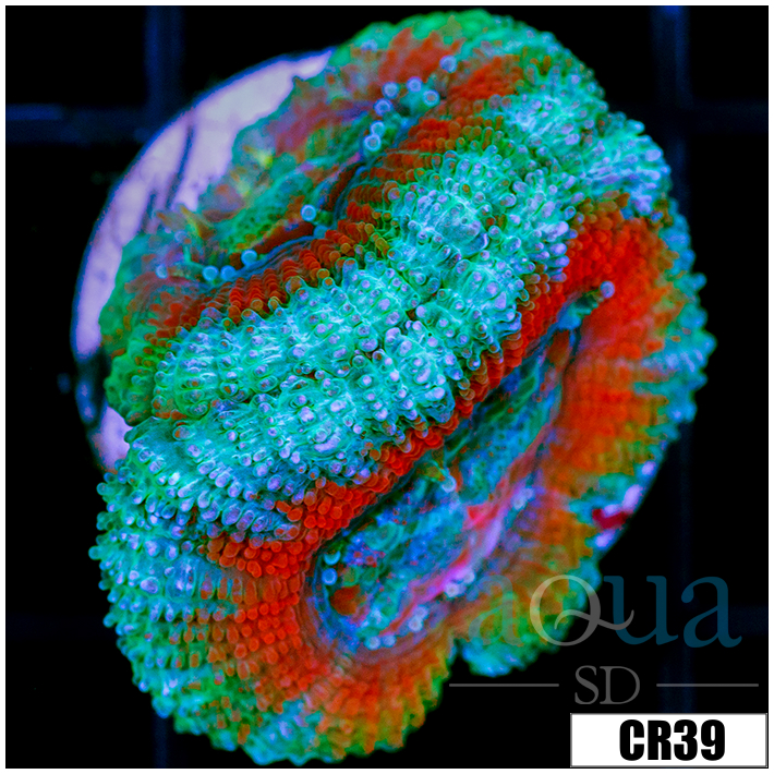 Ice Core Acan Lord
